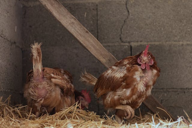 Poules pondeuses : assurer une ponte régulière