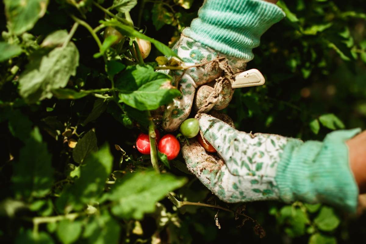 Main gantée cueillant tomates vertes et rouges sur une plante