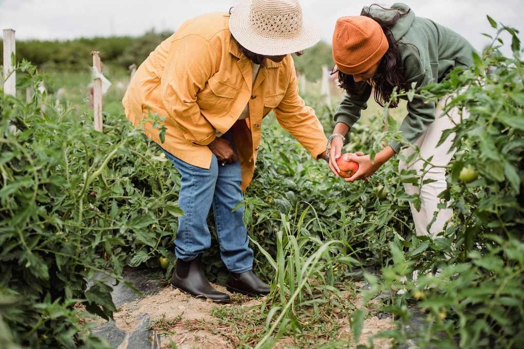 Deux individus récoltent des tomates dans un jardin, un homme en jaune et une femme en vert