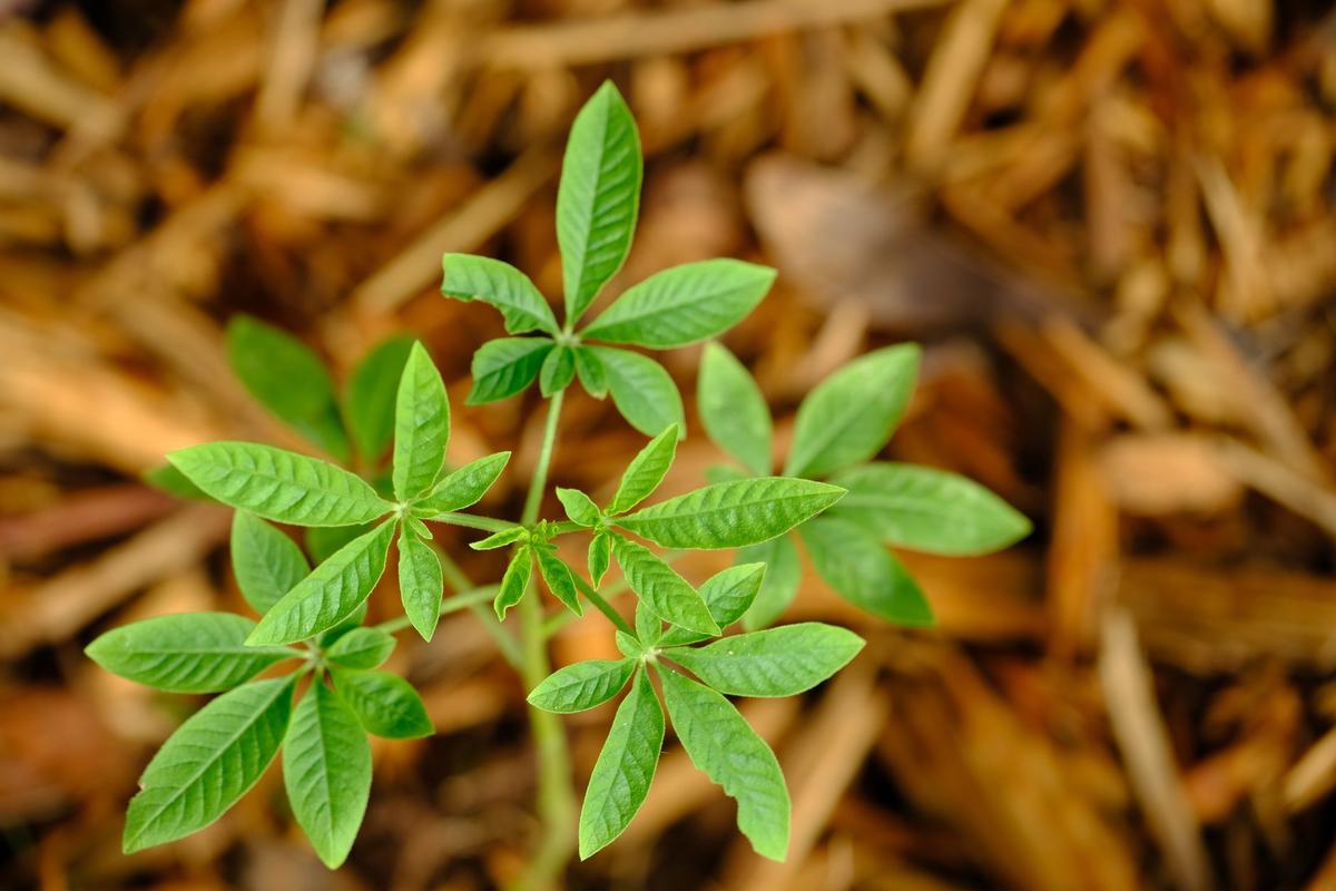 Jeune plant avec feuilles palmées pousse sur paillis de bois