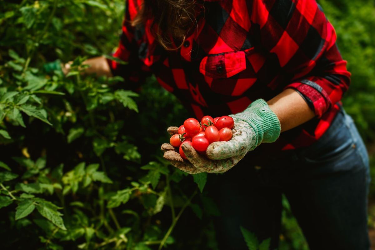 Une main gantée de vert ramène des tomates rouges d'un buisson verdoyant Une main gantée de vert ramène des tomates rouges d'un buisson verdoyant
