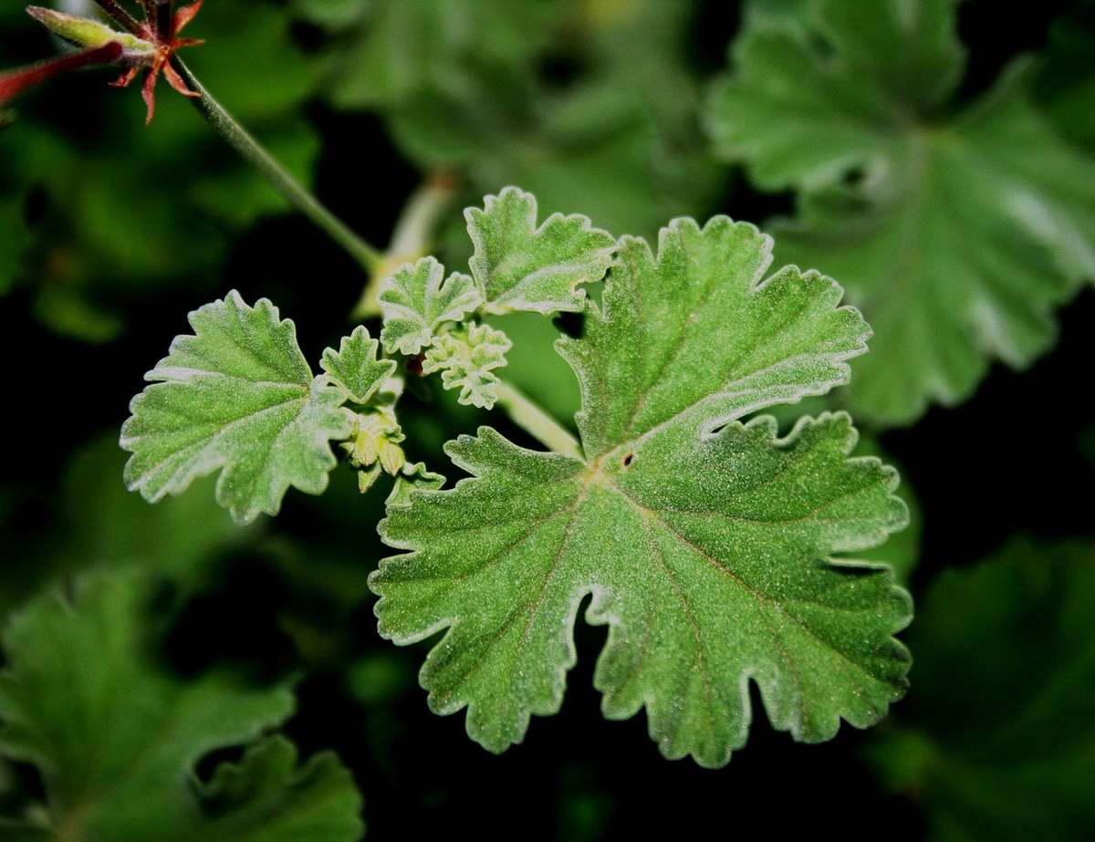 Feuilles vertes découpées, tiges fines, fleurs rouges, plante en plein air